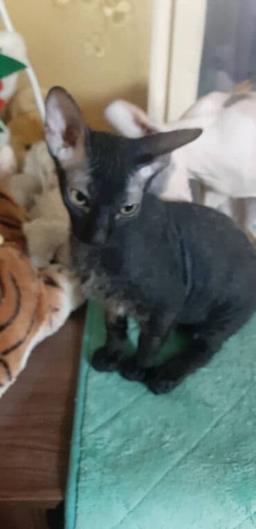 куплю кошку: Продаю котят донского сфинкса: - биколор (черно-белая, черная), велюр — 10