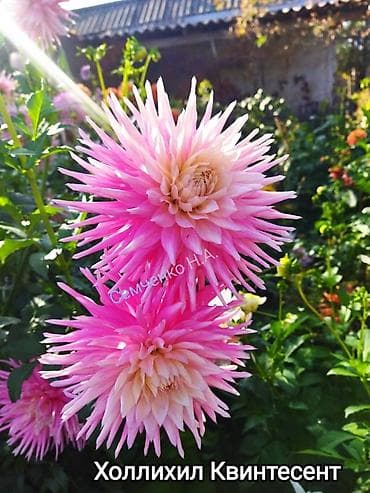 средство для стирки: Георгины — сортовые коллекционные. Подажа сортовых коллекционных — 7