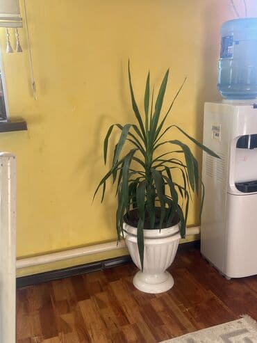 сучкорезы для обрезки деревьев: Пальма юкка шикарная с кашпо горшком неприхотливая, не любит прямые — 1