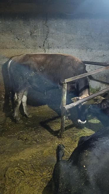 бык 1 5: Продаю | Бык (самец) | На откорм | Привязанные — 6