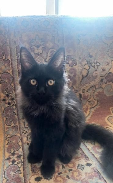кошка белая: 🐾🐈 Эффектный котёнок мейн-кун, который готов стать Вашим.❤️😍 Прививки — 5