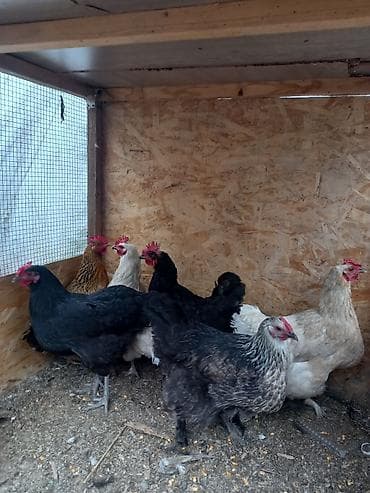меняю на кур: Продаю | Куры | Несушки — 3