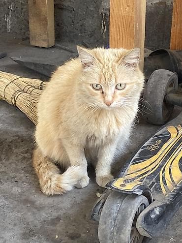 бурманская кошка бишкек: Девочка — 3