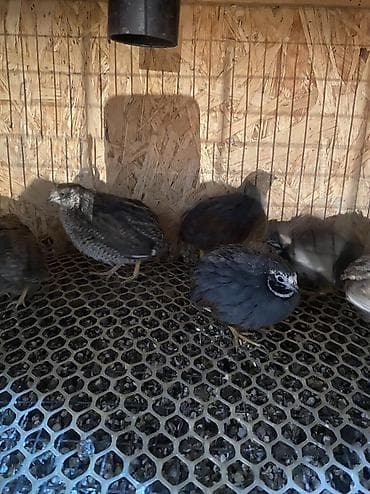 мясо перепелов: Китайские расписные перепелки - Породы/окрасы: смешанные – тёмные — 8