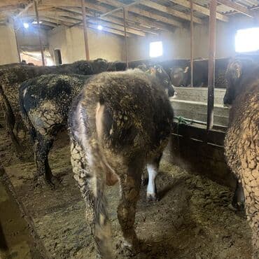 корым: Продаю | Бык (самец) | На откорм | Привязанные — 7