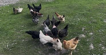 безпроводная мышь: Продаю | Куры | Домашняя | Несушки — 3