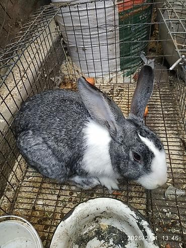 продаю кролов: Продаю | Кролик самец — 2