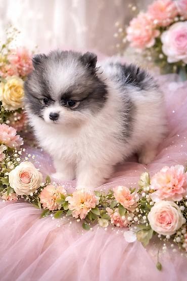 болонка собака: Шпиц щенки под бронирование - Окрас: пати коллор, соболь,черно — 1