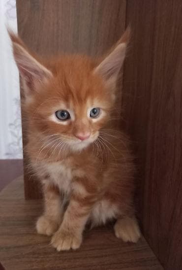кошка мейкун: 🐾🐈Предлагаются к ранней брони очаровательные котята мейн-кун — 6
