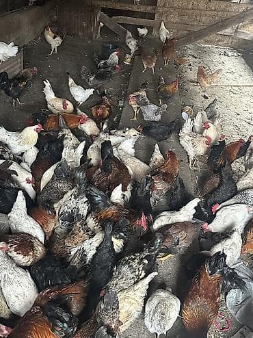 чөп сатылат: Сатам | Тооктор, Короздор | Жарым брама, Үй, Кучинская | Союуга, Көбөйтүү үчүн, Жумуртка туудуруу үчүн — 6