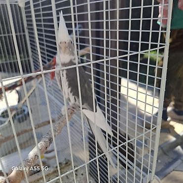 сибирская кошка: 🦜 Попугаи корелла в продаже Продаются 2 кореллы: ✔ Одному — 2 года ✔ — 4