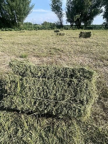 куринный помет: Люцерна ( Беде) в тюках (прямоугольные кирки). люцерна из луговов — 8