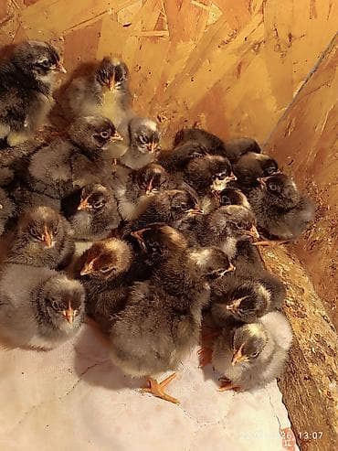 для цыплят: Продаются суточные цыплята породы Плимутрок Цена120 сом — 4