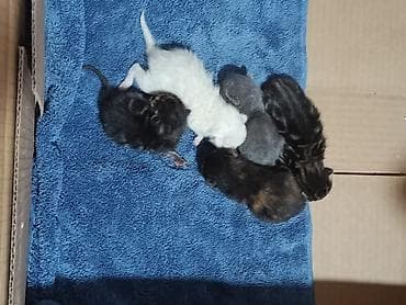 Котята, помет из 6 малышей. Описание: - Возраст: новорождённые lalafo.kg да Котята, помет из 6 малышей. Описание: - Возраст: новорождённые