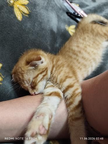 кошка рыжая: Британская короткошёрстная, 1 месяц, Мальчик, Рыжий, Метис — 4