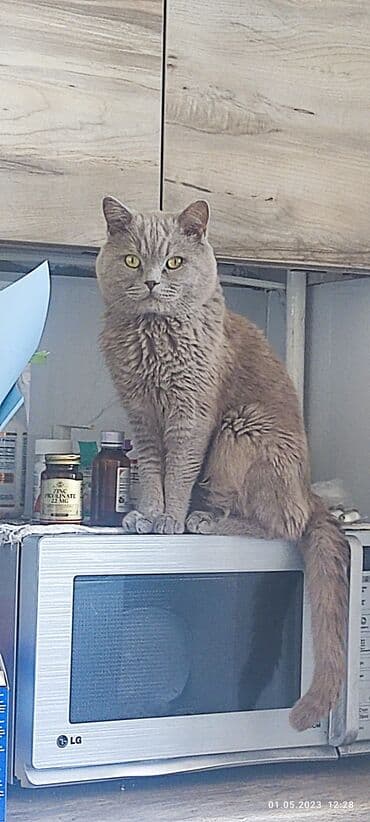 продажа породистых кошек: Вязка. Кот британец породистый с родословной .Чистый. Привитый — 1