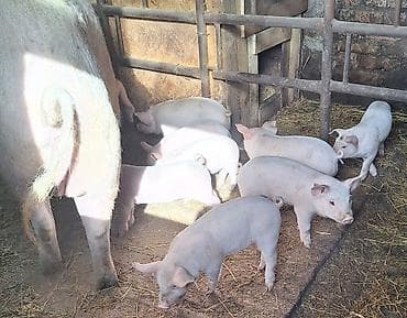 Продаю | Поросенок at lalafo.kg Продаю | Поросенок