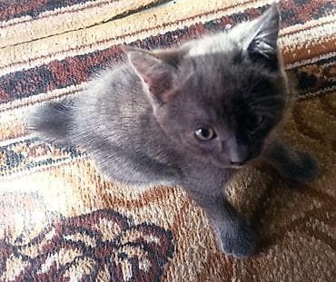 Кошки: 1 месяц, Девочка — 3