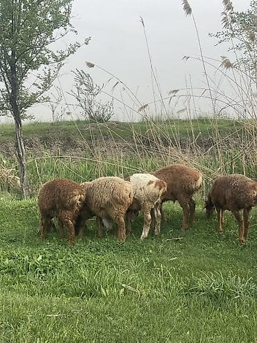 кой аштоо: Козу кочкорлор сатылат 10 баш оптом Адрес Сокулук баасы 22000мин — 6