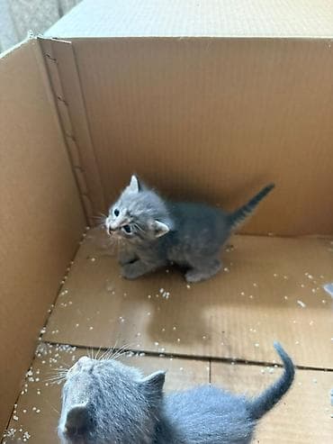 котята купить бесплатно: Котята в добрые руки. Нашли в подъезде Текст: Срочно отдаем котят в — 3