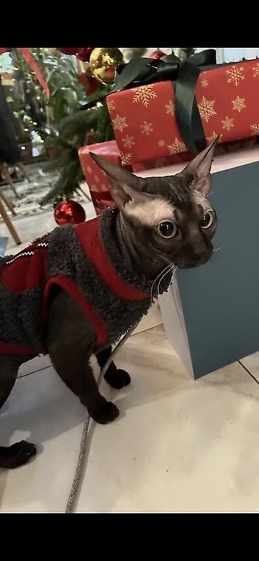 сфинкс купить: Мустафа | вязка канадский сфинкс (велюровый) Мустафа — канадский — 1