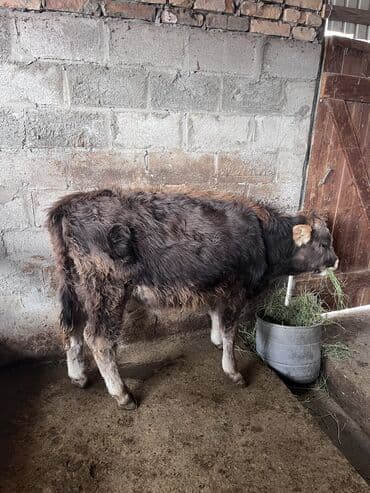 солома тюки: Продаю | Бык (самец) | На откорм — 3