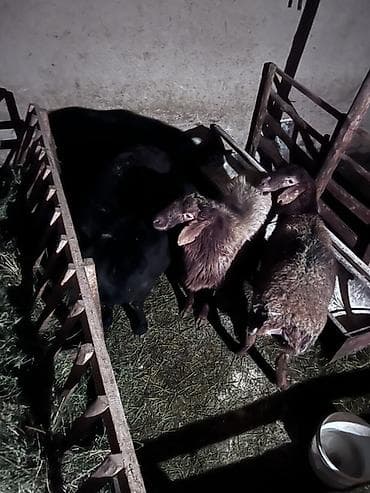 таза кан: Сатам | Ургаачы кой (ургаачы), Козу, Кочкор (эркек) | Көбөйтүү үчүн — 4