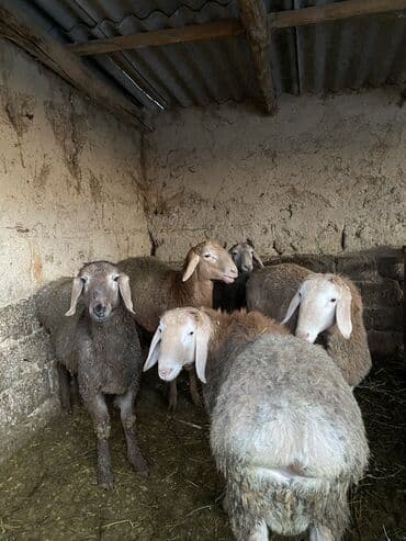 декоротивные кролики: Продаю | Ягненок | Для разведения | Ярка — 7