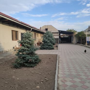 Газон: Саженцы деревьев: Ели, Самовывоз — 1