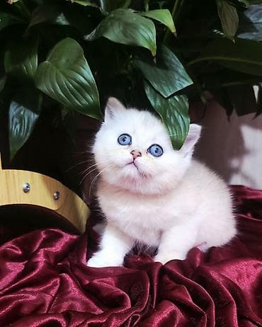 плюшевый кот: Скотиш Страйт (Шотландская прямоухая), 1 месяц, Мальчик, Серебристая шиншилла, Приучена к лотку — 1