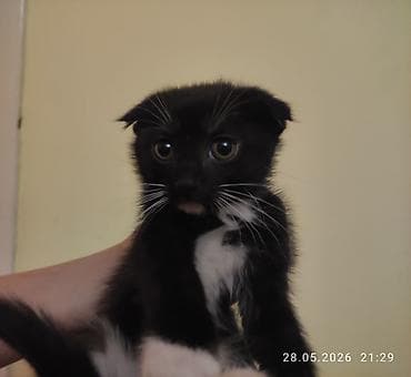 Отдам даром кошку: 2 месяца, Мальчик, Метис — 3