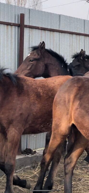 в связи с переездом отдам попугая жако в добрые руки: Продаю | Жеребец | Для разведения — 1