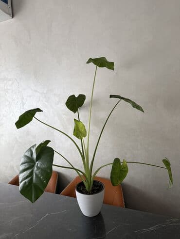 Продам цветы Алоказии