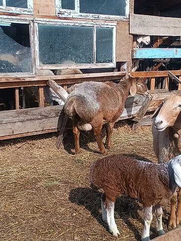 бараны породистые: Продаю | Овца (самка) | Для разведения | Матка — 10