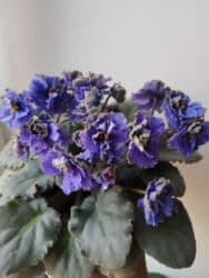 искусственные цветы бишкек инстаграм: Продаю фиалки есть детки — 3