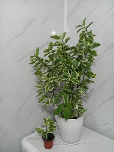 оборудование для пекарня: Педилантус-комнатное растение в горшке. - Вид: вероятно аукуба/фикус — 2