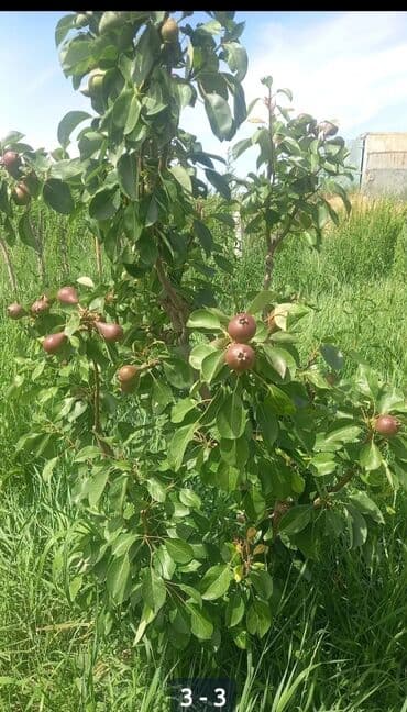 malina.kg продажа малины оптом в бишкеке новопокровка фото: Саженцы груши (вероятно, колонновидные/низкорослые). Фото из — 3