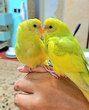 Маленькое счастье уже ждет вас! Возраст 1,5-2 месяца