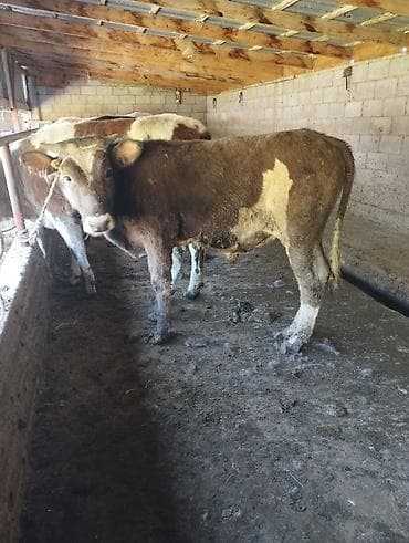 быки оптом: Продаю | Бык (самец) | На откорм | Привязанные — 6