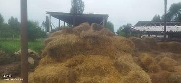 животные на продажу: Солома в тюках/кирпичах - Злаковая солома, спрессована в — 2