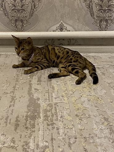 Бенгальская, 11 месяцев, Девочка, Приучена к лотку — 3