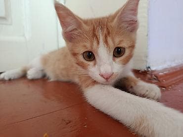 сиамский котёнок: Беспородная, 3 месяца, Мальчик, Биколор, Приучена к лотку — 1