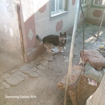 кавказ овчарка: Вязка: Восточноевропейская овчарка, Самец, 5 лет, С прививкой — 3