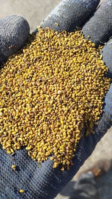 семена многолетних цветов бишкек: Семена кормовых растений: Люцерна, Самовывоз — 3