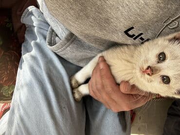 корма для сх животных: Мальчик — 10