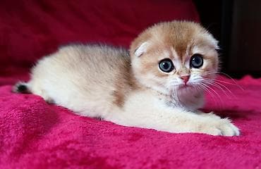 ориентальная длинношерстная кошка: Скотиш Фолд (Шотландская вислоухая), 2 месяца, Мальчик, Золотая шиншилла — 6