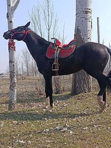 щпиц собака: Продаю | Жеребенок | Рабочий — 4