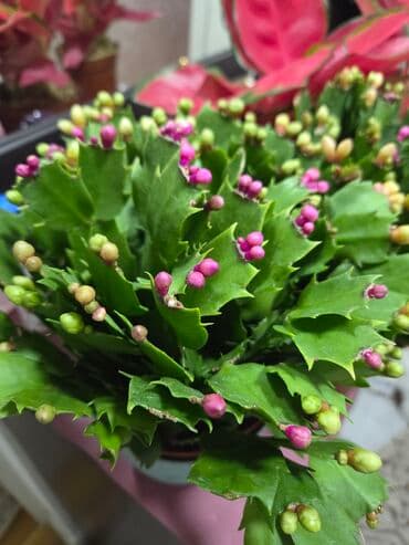 для капельного полива: Драцена (вариэгатная, полосатые листья) в декоративном белом горшке — 1