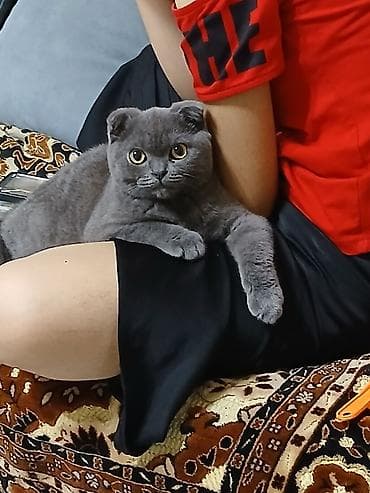 хара: Шотландский кот (скоттиш‑фолд), окрас сплошной серый (blue). Плюшевая — 9