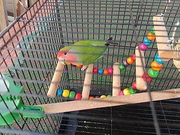 сова купить живая: 🦜 Продаю розовощёкого неразлучника с клеткой! Продаётся красивый — 2